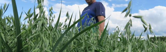 Viljelusvõistlusel osaleb lausa üheksa põllukultuuri