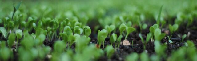 Tsirguliina Kooli lasteaed sai nutikasvuhoone