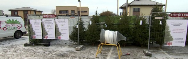 Reporter: Iseteeninduspunktides jõulupuid müüv Reijo Metsaoja loodab eestlaste aususe peale