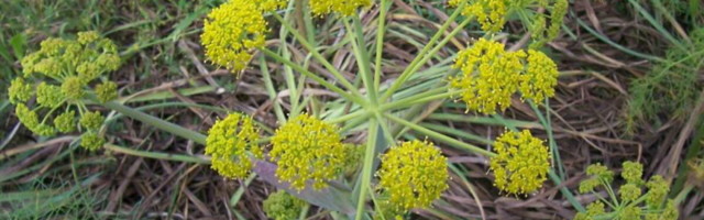 Teadlased avastasid võimaliku koroonaviiruse vastase ravi