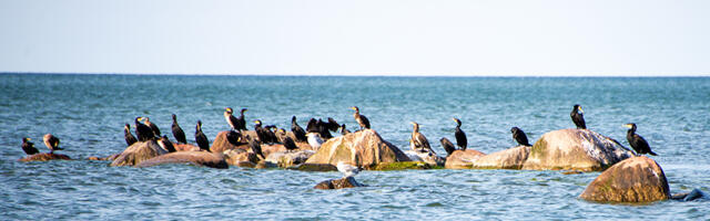 Paide linn müüs päranduseks saadud Hiiumaa kinnistu