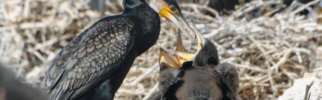 KUUMAD KÜSIMUSED | Kas võin kormoraniga hiinlase kombel kalastada või pommiga ta pesa hävitada?