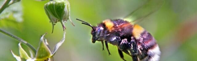 Putukamürgiallergia võib avalduda ka täiskasvanueas