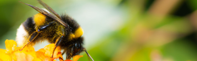 Video: kuidas mesilassaaduste abil oma juuksed ja nahk särama panna?