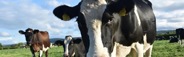 Leedu veterinaaramet kinnitab: sinikeele tõbi on jõudnud meie karjadesse