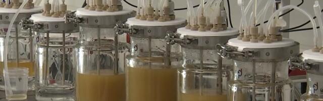 Eesti ainus soolestikumasin aitab teadlastel uurida seedimist ja selle protsesse