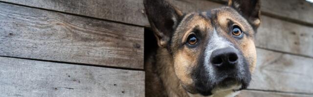 MIS TOIMUB? ⟩ Loomakaitsjad saavad ühe koeraomaniku kohta kaebusi juba 17 aastat