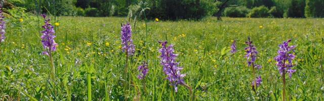 Eesti kõige isendirohkem lõuna-jumalakäpa niit