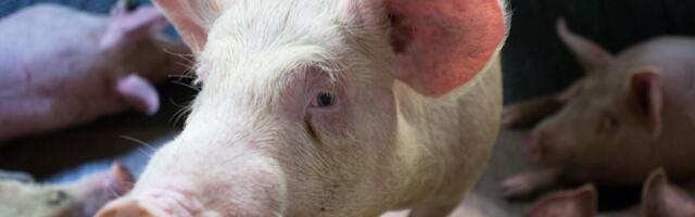 Frank Kutter lõpetab tegevuse