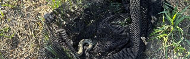 Päästjad said väljakutsed Jõgevamaalt ja Tartumaalt