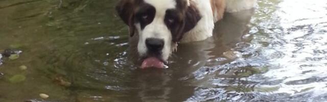 Kehra päästjad aitasid tiigist välja vana bernhardiini