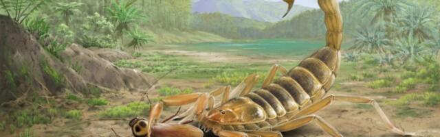 FOTOD | Hiina teadlased avastasid varem tundmatu mürgise hiigelskorpioni liigi