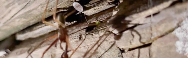 VIDEO: ämbliku kätš Võrus