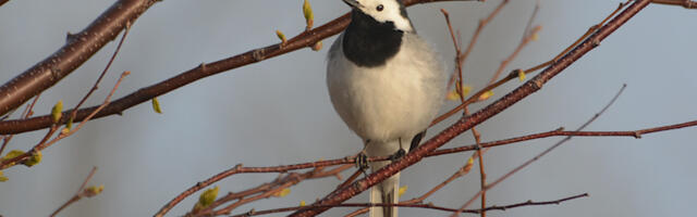 Ornitoloogiaühing kutsub nädalavahetusel rändlinde vaatlema