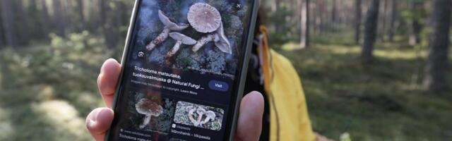 1000 eurot kilo! Maailma kõige kallimat kübarseent leidub ka Eesti metsades