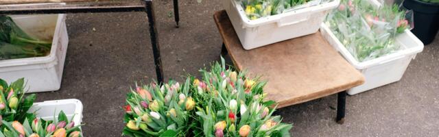 Mida peavad teadma Viimsi avalikus ruumis kauplejad?