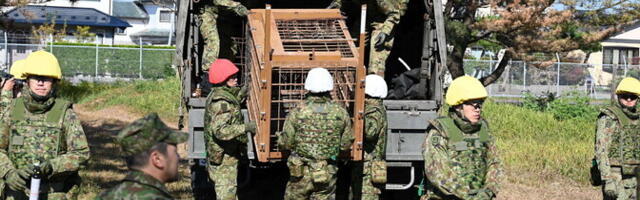 Jaapan saadab relvajõud karudega võitlema