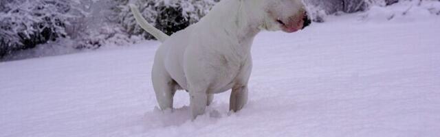Galerii: üleöö maha sadanud lumme mattusid koerad, tulbid ja muruniiduk
