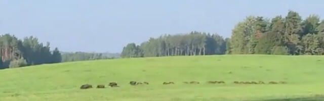 VIDEO: seakari Valgamaal