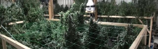 Eestis seninägematu maa-alune kanepikasvatuse farm läheb lammutamisele