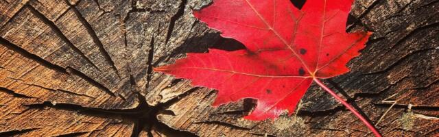 Trumpi sõda saematerjali impordiga jätkub