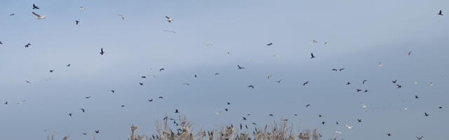 Keskkonnaamet lubab kormoranide arvukuse ohjamist