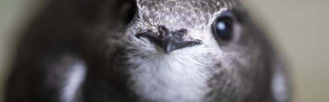 2026. aasta linnuks valiti piiritaja