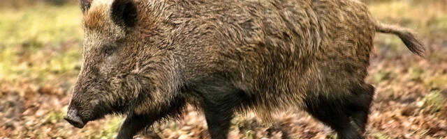 Jahikoerte treenimine elusate metssigadega taas lubatud – eesmärk peatada ohtliku haiguse levik