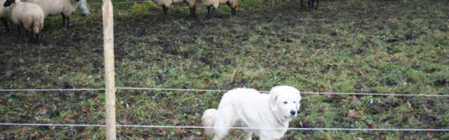 Keskkonnaamet hüvitab ennetustöid ja kiskjakahjusid ligi 400 000 euro eest