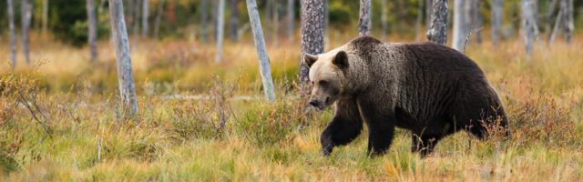 Mesikäpad sihikul: karujahi esimesel päeval lasti Eestis neli looma