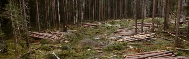 RMK pikendas metsamaterjali oksjoni tähtaega ja täpsustas termineid