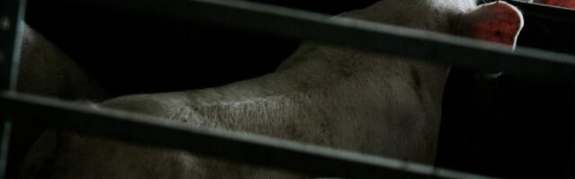 SAK-i nakatunud farmidest saab läga välja vedada vaid kirjaliku loaga