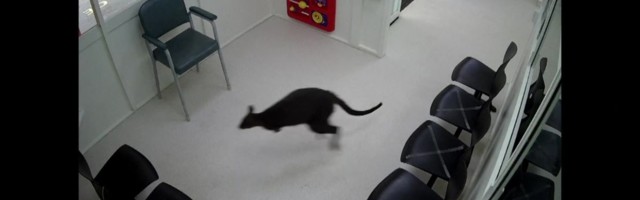 Reporter: EMO-sse eksinud vallabi lahkus omal jalal