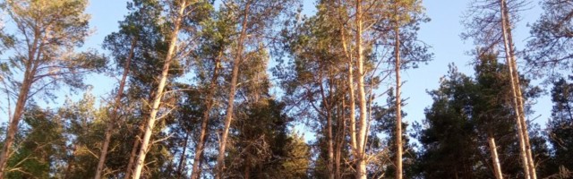 Metsanduse uue arengukava panevad kokku teadlased