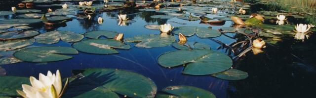 Igal aastal jätab hulk eakaid oma elu kodutiiki – mis saab neile saatuslikuks?