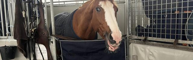 Kõige kallim spordiala maailmas? Tippratsutaja Margareth Eikner: ,,Raha ega aega enam pole, aga see on seda väärt"