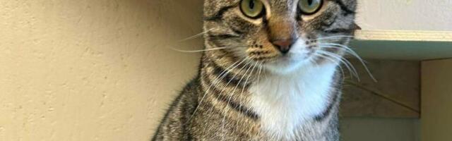 Varjupaikade MTÜ selle nädala staar on Torsten Viljandi varjupaigast