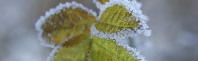 Nädala alguses on ilm külm, kuid nädala lõpp tuleb leebem