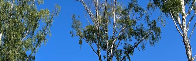 Oluline metsakahjustus annab aluse metsateatiseks