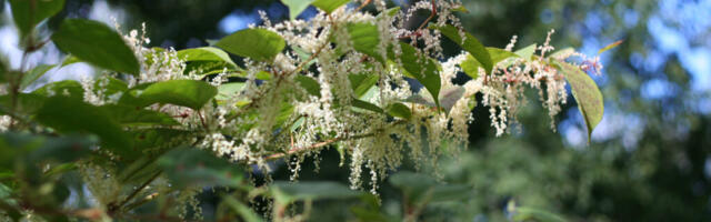 ELURIKKUSE KAITSE | Ohtlike võõrliikide nimekiri täieneb 26 uue liigiga