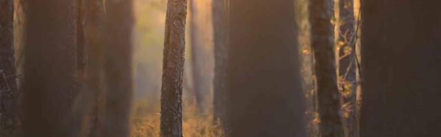 Romet Vaino: ohtlikud märgid Eesti looduskaitses