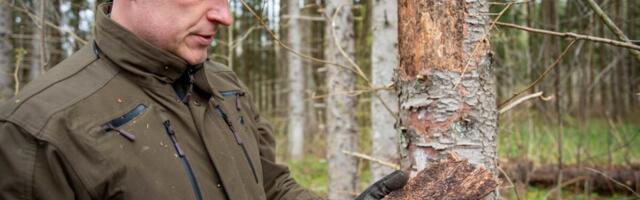 Kuuse-kooreüraski suhtes tuleb valvas olla