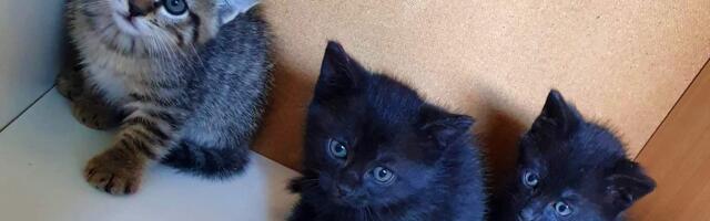 Hoiukodu rõõmud kaaluvad üles murekohad