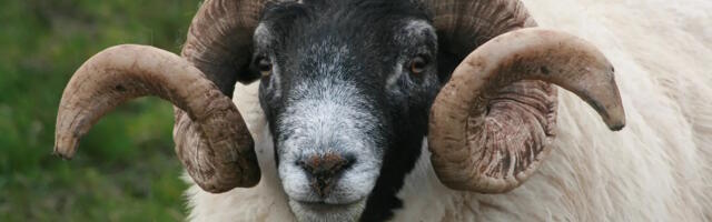 Kasupäeva tavad oina ohverdamisest seinte tihendamiseni