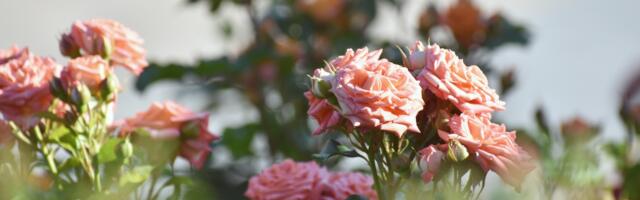 Minister Kristina Kallas koolilõpetajatele: te olete Eesti hariduse saadikud, kelle sõna, mõtte ja tegude järgi hinnatakse Eestit