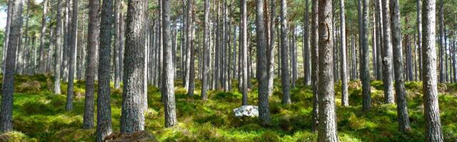 Natura 2000 erametsaomanikud hakkavad saama senisest suuremat hüvitist