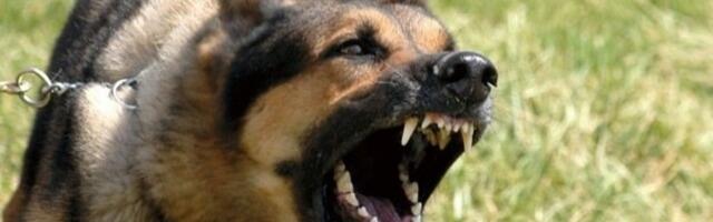 Koerte rünnakud jäätmeveo autojuhtide ja laadijate vastu on sagenenud