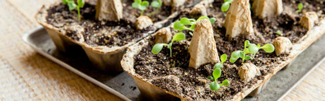 Munakarbist seemnestarter ja mullikilest kasvuhoone – nutikaid nippe aiatöödeks
