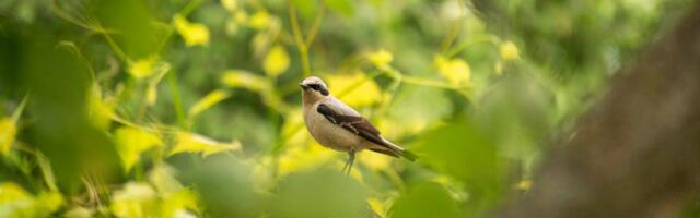 Alanud on öölaulikute loendamine