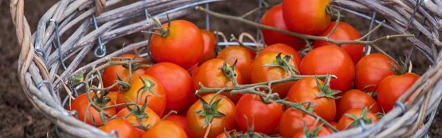 Itella: ära saada tomateid pakiautomaati!